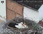 Capi_Dubne_20250517_081504.jpg