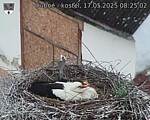 Capi_Dubne_20250517_082502.jpg