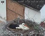 Capi_Dubne_20250517_083503.jpg