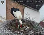 Capi_Dubne_20250517_084004.jpg