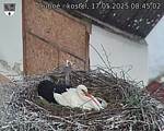 Capi_Dubne_20250517_084502.jpg