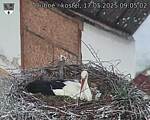 Capi_Dubne_20250517_090502.jpg