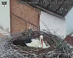 Capi_Dubne_20250517_092503.jpg