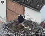 Capi_Dubne_20250517_093002.jpg