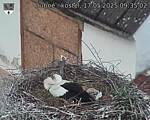 Capi_Dubne_20250517_093502.jpg