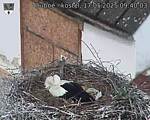 Capi_Dubne_20250517_094003.jpg