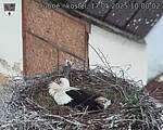 Capi_Dubne_20250517_100002.jpg