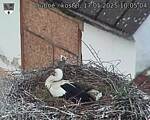 Capi_Dubne_20250517_100504.jpg