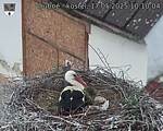 Capi_Dubne_20250517_101004.jpg