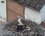 Capi_Dubne_20250517_101502.jpg