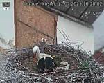 Capi_Dubne_20250517_102002.jpg