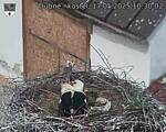 Capi_Dubne_20250517_103002.jpg