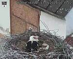 Capi_Dubne_20250517_103502.jpg