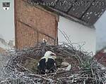 Capi_Dubne_20250517_104003.jpg