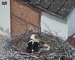 Capi_Dubne_20250517_104504.jpg