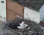 Capi_Dubne_20250517_105502.jpg