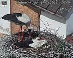 Capi_Dubne_20250517_110504.jpg