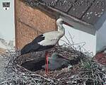 Capi_Dubne_20250517_111003.jpg