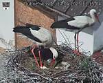 Capi_Dubne_20250517_111504.jpg