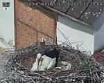 Capi_Dubne_20250517_112004.jpg