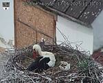 Capi_Dubne_20250517_113003.jpg