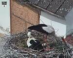 Capi_Dubne_20250517_113502.jpg