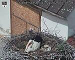 Capi_Dubne_20250517_114504.jpg