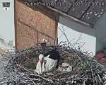 Capi_Dubne_20250517_120004.jpg