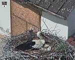 Capi_Dubne_20250517_121002.jpg