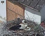 Capi_Dubne_20250517_121504.jpg
