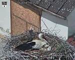Capi_Dubne_20250517_122502.jpg