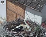 Capi_Dubne_20250517_124002.jpg