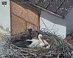 Capi_Dubne_20250517_125502.jpg