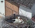 Capi_Dubne_20250517_130003.jpg