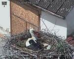 Capi_Dubne_20250517_130502.jpg
