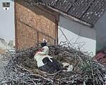 Capi_Dubne_20250517_131002.jpg