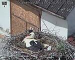 Capi_Dubne_20250517_131504.jpg