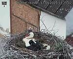 Capi_Dubne_20250517_132502.jpg