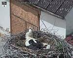 Capi_Dubne_20250517_133003.jpg