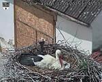 Capi_Dubne_20250517_134503.jpg