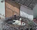 Capi_Dubne_20250517_135503.jpg