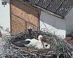 Capi_Dubne_20250517_140002.jpg