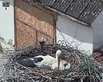Capi_Dubne_20250517_140504.jpg