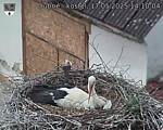 Capi_Dubne_20250517_141004.jpg