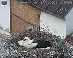 Capi_Dubne_20250517_143003.jpg