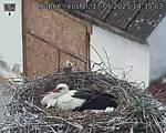 Capi_Dubne_20250517_143503.jpg