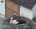 Capi_Dubne_20250517_144002.jpg