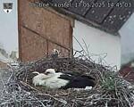 Capi_Dubne_20250517_144503.jpg