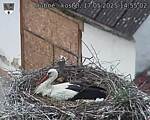 Capi_Dubne_20250517_145502.jpg