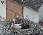 Capi_Dubne_20250517_150004.jpg